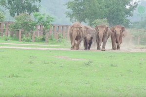 直直衝過來！一群大象從遠處跑來塵土飛楊怪恐怖...原來是要迎接新加入的小象夥伴（影片）