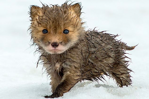 攝影師在天寒地凍下終於拍到超萌小狐狸照片...真的讓看的人眼睛狂噴愛心！（多圖）