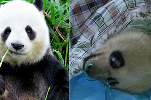 熊貓突然食慾不振，連最愛的竹子都不吃了，檢查結果一出來.....所有人都尷尬的笑了！