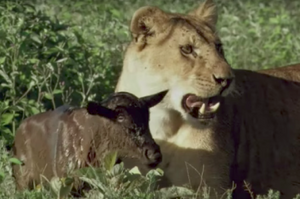 角馬寶寶誤把母獅子當媽媽，結果讓人完全驚呆！（影片）