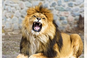 獅子不斷張嘴撕吼、瘋狂撞樹，檢查後才發現原來是要告訴我們他生病了！