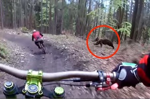 騎腳踏車騎一半，突然衝出超兇猛的熊追人...真的讓看的人完全驚呆啦！（影片）