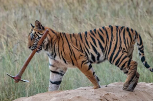 攝影師拍到老虎在草叢散步，結果老虎叼回來的東西讓人瞬間笑噴：「是打獵太累決定改行種田了嗎XD」