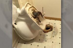 飯店廁所裡一直傳來怪聲，拆掉馬桶後房客當場傻眼...沒想到牠們真的可以從這裡出來！！