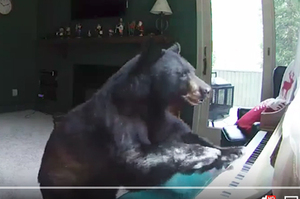 太扯了！他以為家裡遭小偷，結果竟看見熊熊在客廳「彈鋼琴」XDDD(附影片)