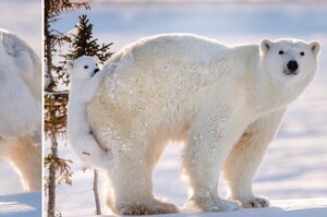 「你們有看到我的孩子嗎？」第一次看見雪，北極熊寶寶黏在媽媽屁屁上不敢走的模樣...讓人完全融化啦！