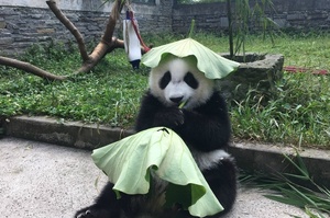 熊貓頭戴「荷葉帽」賣萌祝大家考試順利，帽上還挖兩個小洞洞露出耳朵！
