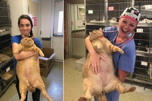 根本16公斤的可愛！肥肥橘貓努力減肥尋找一輩子的家人，比一般貓多出不少面積讓你寵愛 (*´∀`)~♥