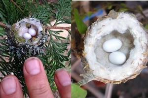 在樹上發現硬幣大小的巢穴，裡面還藏有兩顆蛋...之後孵出來的東西真的讓人又驚又喜！！