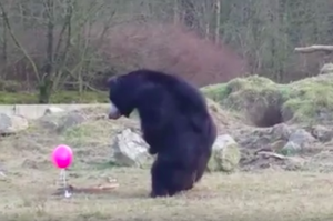 粉紅氣球不小心掉進大黑熊的窩...竟讓熊熊「少女心爆發」！小碎步追氣球的畫面真的太可愛啦！！