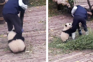 超可愛！不管被抓走幾次，小熊貓就是要「抱大腿」！瘋狂阻止保母工作的樣子萌到讓人超融化！