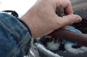 小鳥雙腳被凍結在欄杆無法飛走，超暖大叔見狀用雙手將牠圍繞...用體溫融化牠腳上的冰！！(影片)