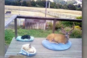「拉開窗簾就看到我家的貓跟一隻鹿在泡茶」這7張小鹿出門去找好朋友玩的照片...看完心都跟著融化了呢！