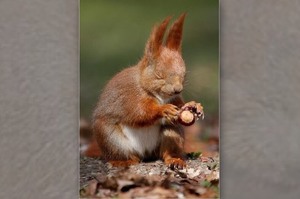 「這隻松鼠正在用念力打開堅果...」這8組動物使出超能力的照片...每一張都讓網友笑噴！