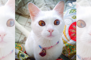 超美！一個眼睛竟然有不同顏色！？白貓有著超奇特的夢幻瞳孔，看一眼就讓人秒戀愛！
