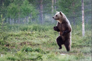 「走～走～走～一同去郊遊～」這些私下其實超搞笑的大熊照片影片...真的讓看的人完全笑噴！（圖+影片）