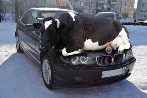 開車前想起「拍拍引擎蓋拯救取暖小動物」的標語，但看到引擎蓋上躺著的動物立刻就笑噴啦XD