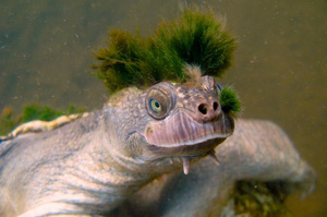 這隻烏龜頭上戴綠帽...澳洲「龐克烏龜」頭頂最殺的莫西甘頭，特立獨行的樣子超滑畸！
