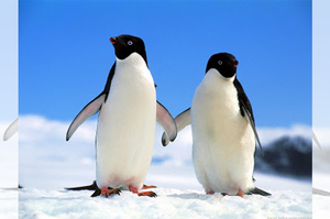 看似呆萌的企鵝，沒想到他們的交配模式...50年後學者才敢公諸於世！