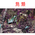 狗狗是色盲,你知道鳥類眼睛可以自動偵測紫外線嗎?這些動物們的眼睛每個都有不同的功能啊!(影片)