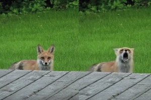「狐狸到底怎麼叫？」路上發現一隻狐狸，慢慢靠近時牠發出的叫聲...差點笑到眼淚噴出來XD(影片)