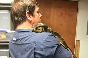 怎麼可能忘記你！貓頭鷹認得救了牠一命的獸醫，並給他全世界最溫暖的擁抱！