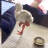 火烈鳥寶寶才出生就想學「大人單腳站」....所有網友都被萌暈!(附影片)