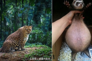 臉上洋溢幸福！這15隻懷孕變圓滾滾的可愛動物，總覺得有幾隻根本只是吃太胖吧！