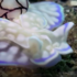 很難想像這種蝸牛真的存在！「泡泡蝸牛」繽紛色彩，根本世界最美蝸牛！（影片）