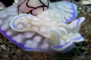 很難想像這種蝸牛真的存在！「泡泡蝸牛」繽紛色彩，根本世界最美蝸牛！（影片）