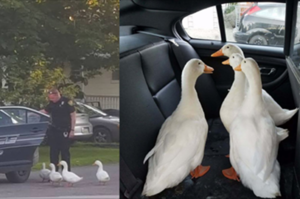 四隻鴨子出門閒晃到便利商店附近，鬼鬼祟祟的行為遭「警方逮捕」法辦！