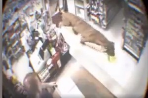 超商發生搶案店員躲在櫃台不敢亂動，沒想到歹徒竟是...網友笑翻：「牠偷了一包樂事XD」(影片)