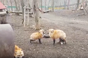 狐狸是怎麼叫的？兩隻狐狸吵架讓當場遊客傻眼又好笑！一直以為是鈴叮叮，今天才知道是...（影片）