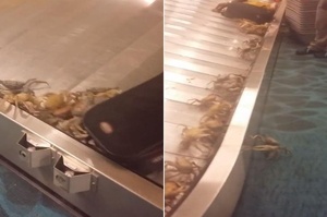 Holy蟹！等行李卻等到「幾十隻螃蟹」在運輸帶上逃竄！機場民眾嚇壞大聲尖叫（影片）