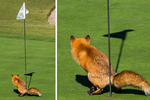 正想去檢高爾夫球，一看到狐狸我就笑炸啦...這些純天然無修圖的照片讓人笑噴啦！