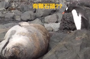 這隻企鵝把睡午覺的海豹當成「石頭」，下一秒跳到牠身上海豹誇張的反應...讓所有人都笑翻了XD(影片)