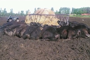 吃飼料吃一半，一道閃電打下來剛好擊中「金屬飼料桶」...21頭牛竟活活被電死!!!