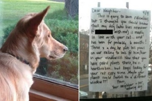 這隻狗每天花好幾小時坐在窗邊眺望，原來是患上了相思病...最後主人寫信湊成一段姻緣！