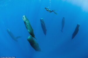 真的是深層睡眠！攝影師潛水拍到深海巨獸「直立熟睡」，宛如科幻片的夢幻場景令人驚艷！