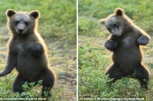 今晚打鐵去！芬蘭「跳舞小熊」看到鏡頭後大膽秀舞技，扭腰擺臀的樣子讓人傻眼到大笑！