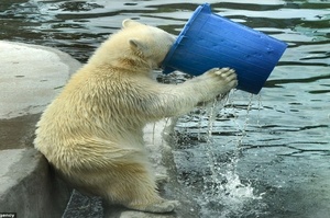 霸氣外漏！北極熊拿著水桶裝滿水仰頭豪飲，喝完了不夠還要「續杯」，根本酒吧大叔啊！