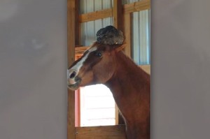 看見馬的頭上頂了一顆「石頭」覺得奇怪，靠近一看...才發現那是牠的好朋友呀XD(影片)
