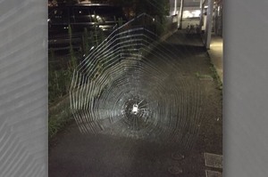 晚上騎腳踏車驚見超巨大蜘蛛網...網友表示：「這是要捉人的吧XD」