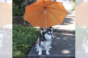 狗狗竟然自己撐傘？聽完主人說的原因後...真的讓所有人讚爆啊！！（影片）