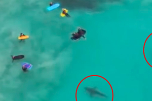 一群孩子在海邊游泳，殊不知有150隻鯊魚在旁游動！空拍到的畫面...網友看了心驚膽顫！！(附影片)