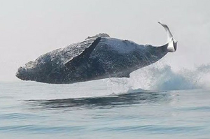 彷彿電影特效：「3.6萬公斤」座頭鯨躍出水面，身體完全滯留在半空讓人歎為觀止！（影片）