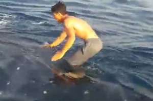 又是8+9屁孩！站在保育類「鯨鯊」的背上假裝衝浪，上網討拍遭網友討伐（影片）