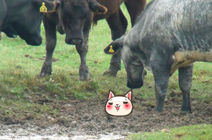 牛群在泥巴堆裡好像發現了什麼，走近一看....所有人都融化啦！