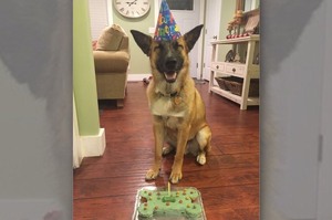 「看到生日蛋糕後...我家狗狗竟笑成這樣」網友看了全都跟著融化~~