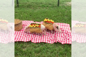 野餐看到旁邊出現兩隻「熱狗」！！仔細一看...真的是笑到翻野餐墊啦ＸＤＤ（影片）
